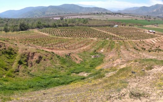 Campo de 40 hectáreas en Alhué, Provincia de Melipilla