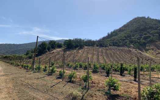 Campo de 40 hectáreas en Alhué, Provincia de Melipilla
