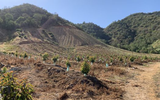 Campo de 40 hectáreas en Alhué, Provincia de Melipilla